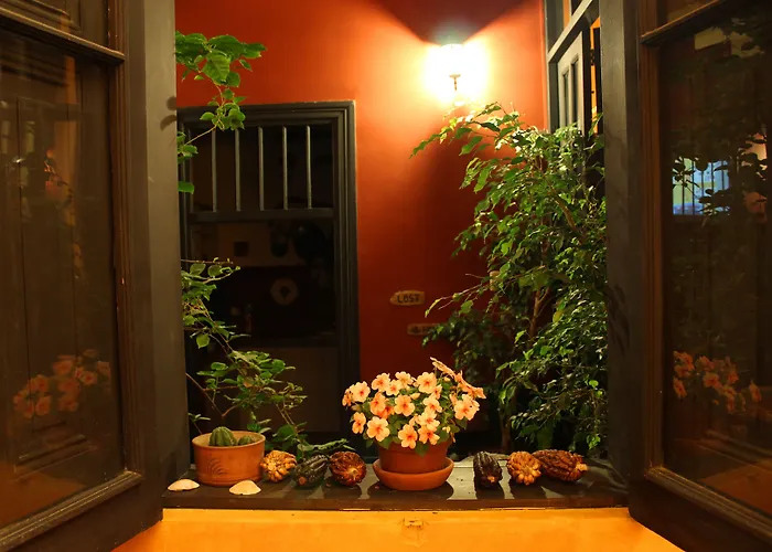 Kaclla, The Healing Dog Hostel
