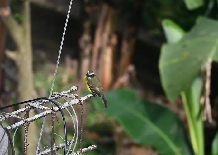 Minca Seasons Birds