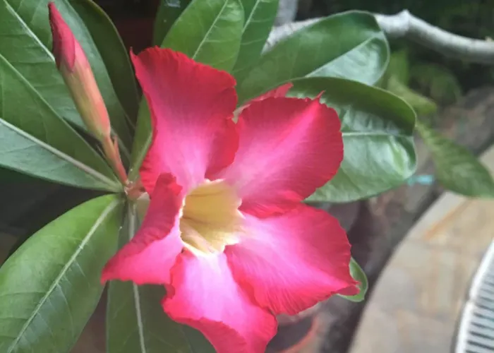 Hotel near College: Secret Garden Inn